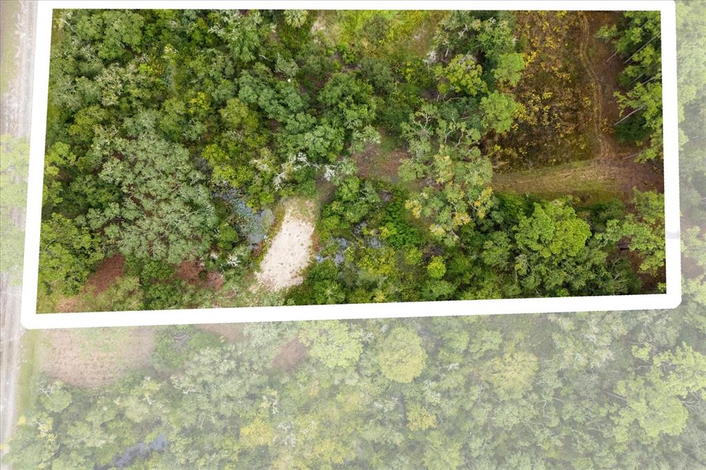 Creekstone Street Webster, FL 33597 - Photo 18 of 19 a view of a yard with plants