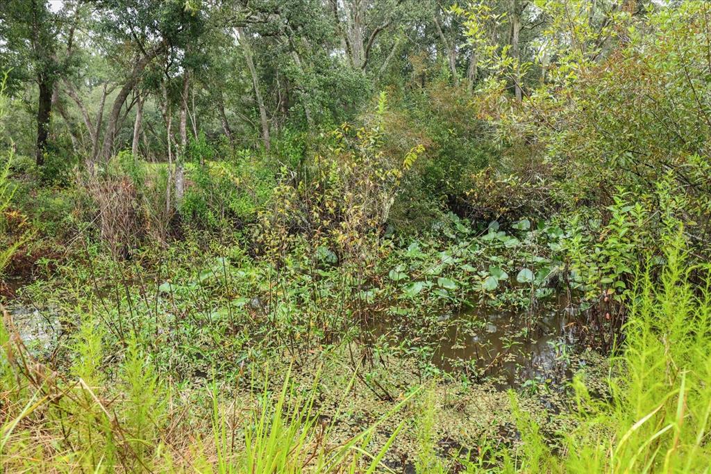 Creekstone Street Webster, FL 33597 - Photo 7 of 19 a view of a lush green forest
