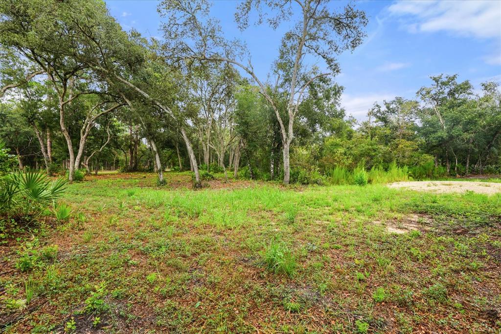 Creekstone Street Webster, FL 33597 - Photo 9 of 19 a view of a park with large trees