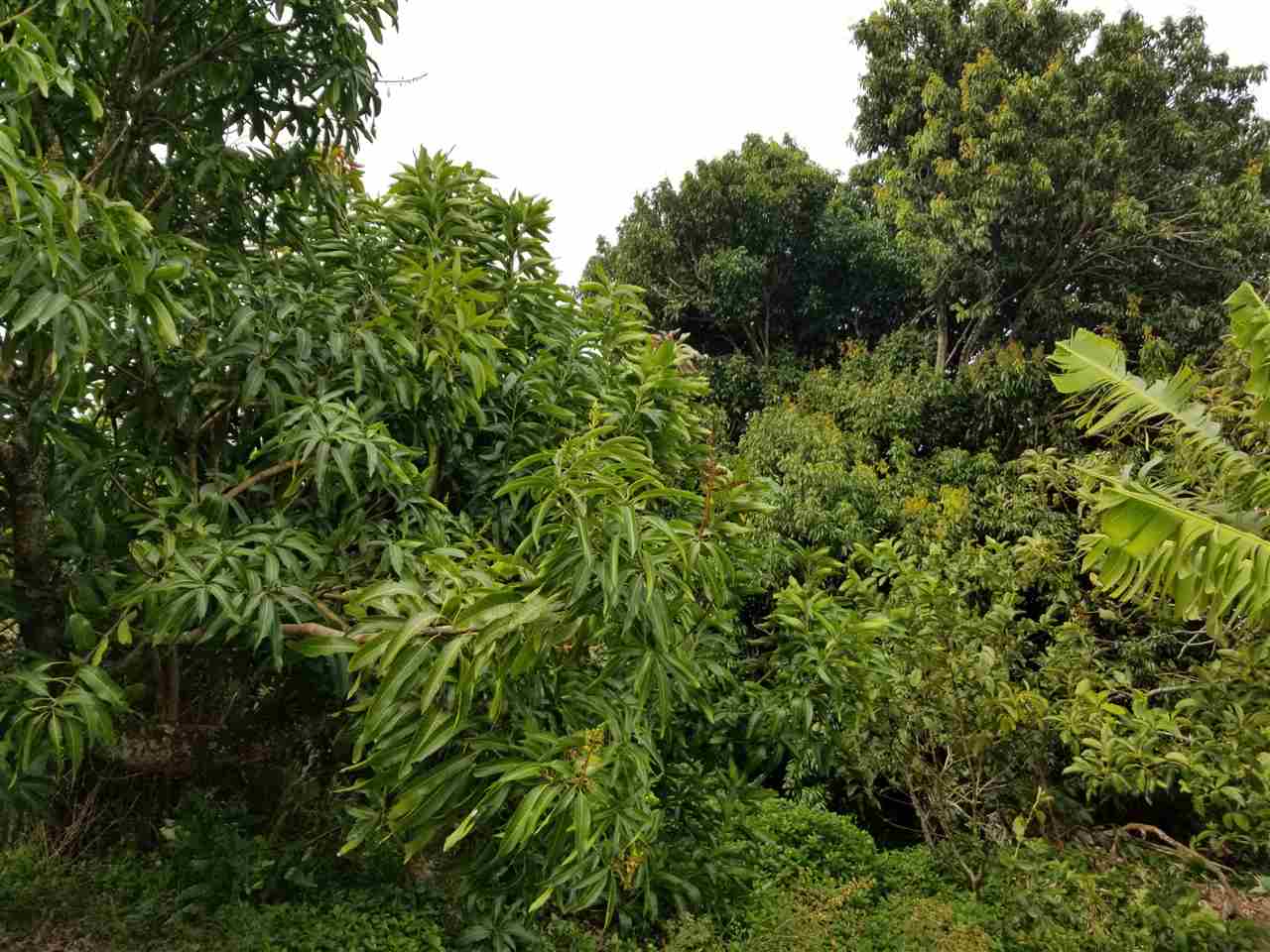 2165 Kokomo Road Haiku, HI 96708 - Photo 12 of 12 a view of a lush green forest