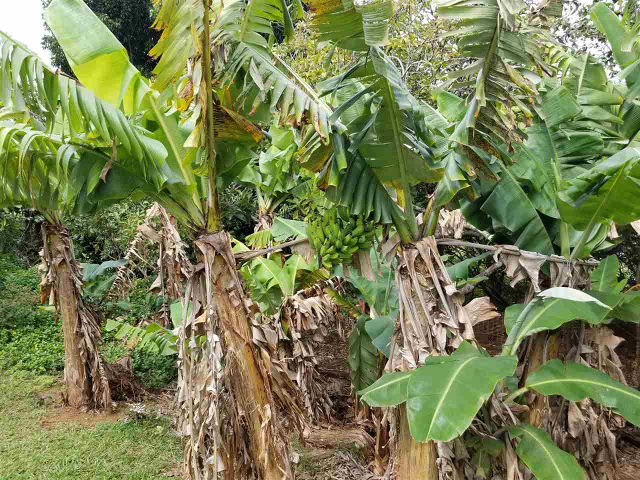 2165 Kokomo Road Haiku, HI 96708 - Photo 10 of 12 a view of a garden