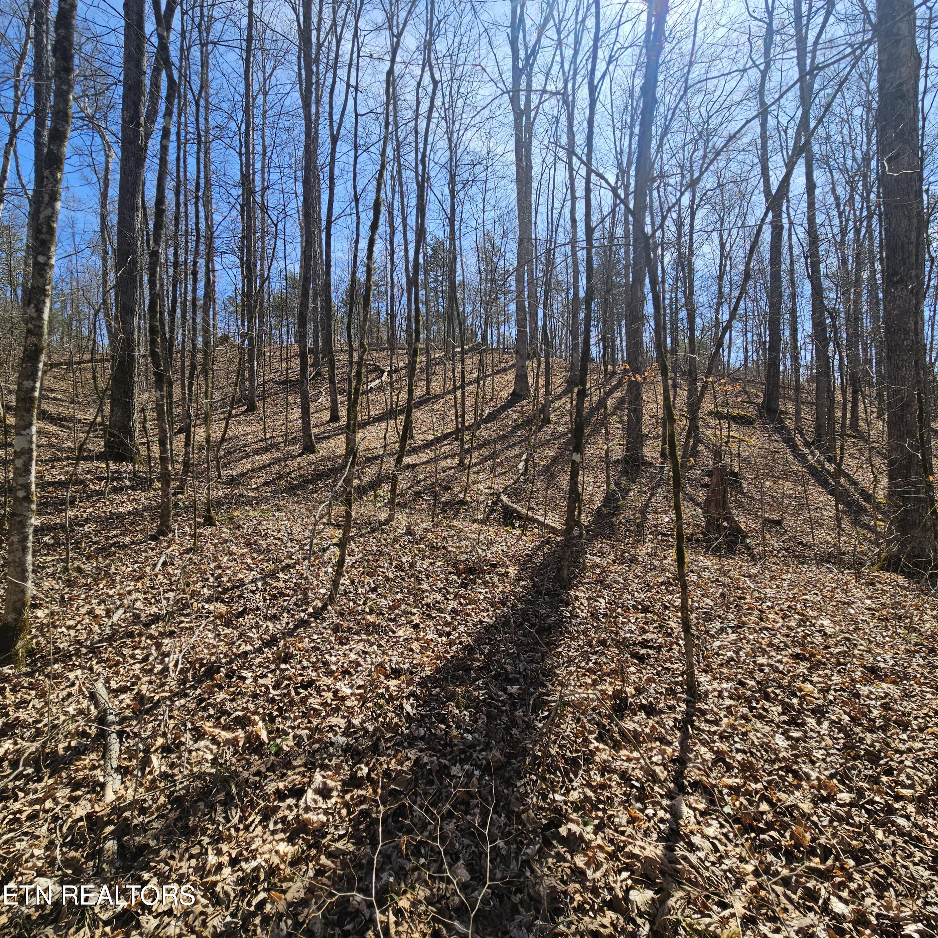 Creek Road Tellico Plains, TN 37385 - Photo 4 of 19 left side