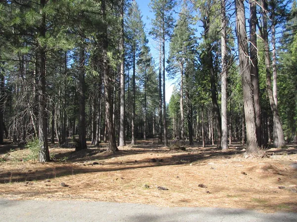 $119,000 | Lot#74 Woodridge Drive, Shingletown, CA 96088