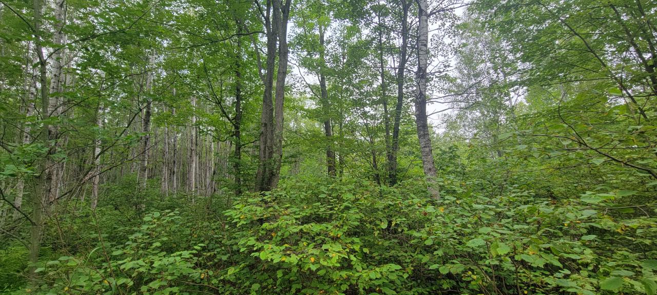 On Coffee Creek Road Tomahawk, WI 54487 - Photo 21 of 22 Gallery Image 21