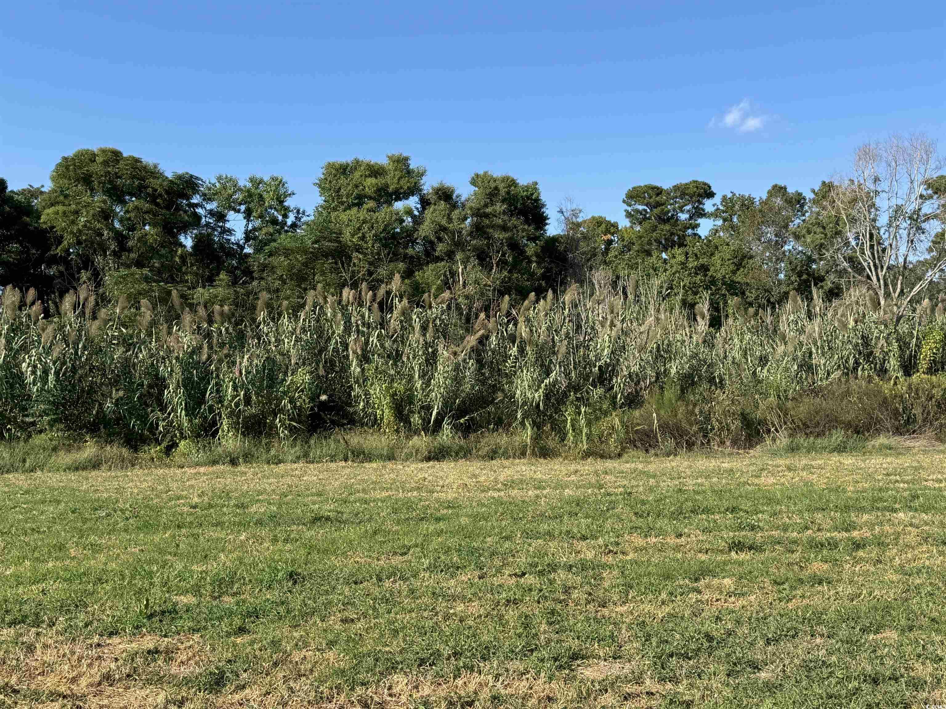 Lot 95 Cravens Street Georgetown, SC 29440 - Photo 9 of 17 View of undeveloped land