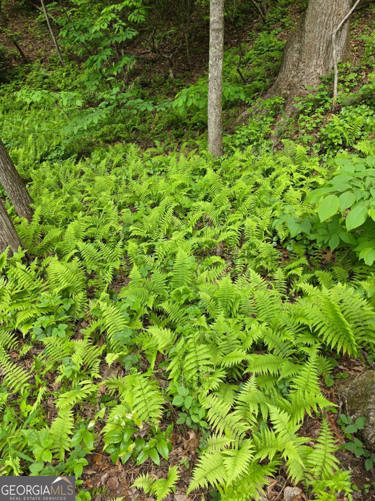 409 Harrison Sluder Road, Unit 140 Ellijay, GA 30540 - Photo 3 of 33 a view of a lush green space