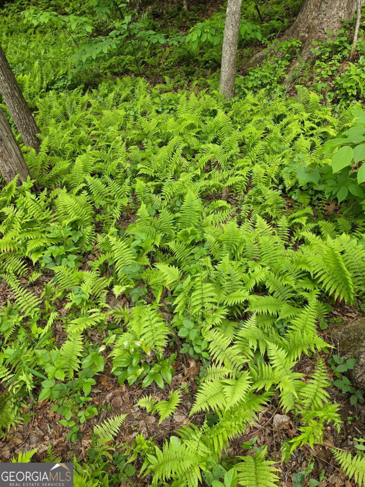 409 Harrison Sluder Road, Unit 140 Ellijay, GA 30540 - Photo 4 of 33 a view of a lush green space
