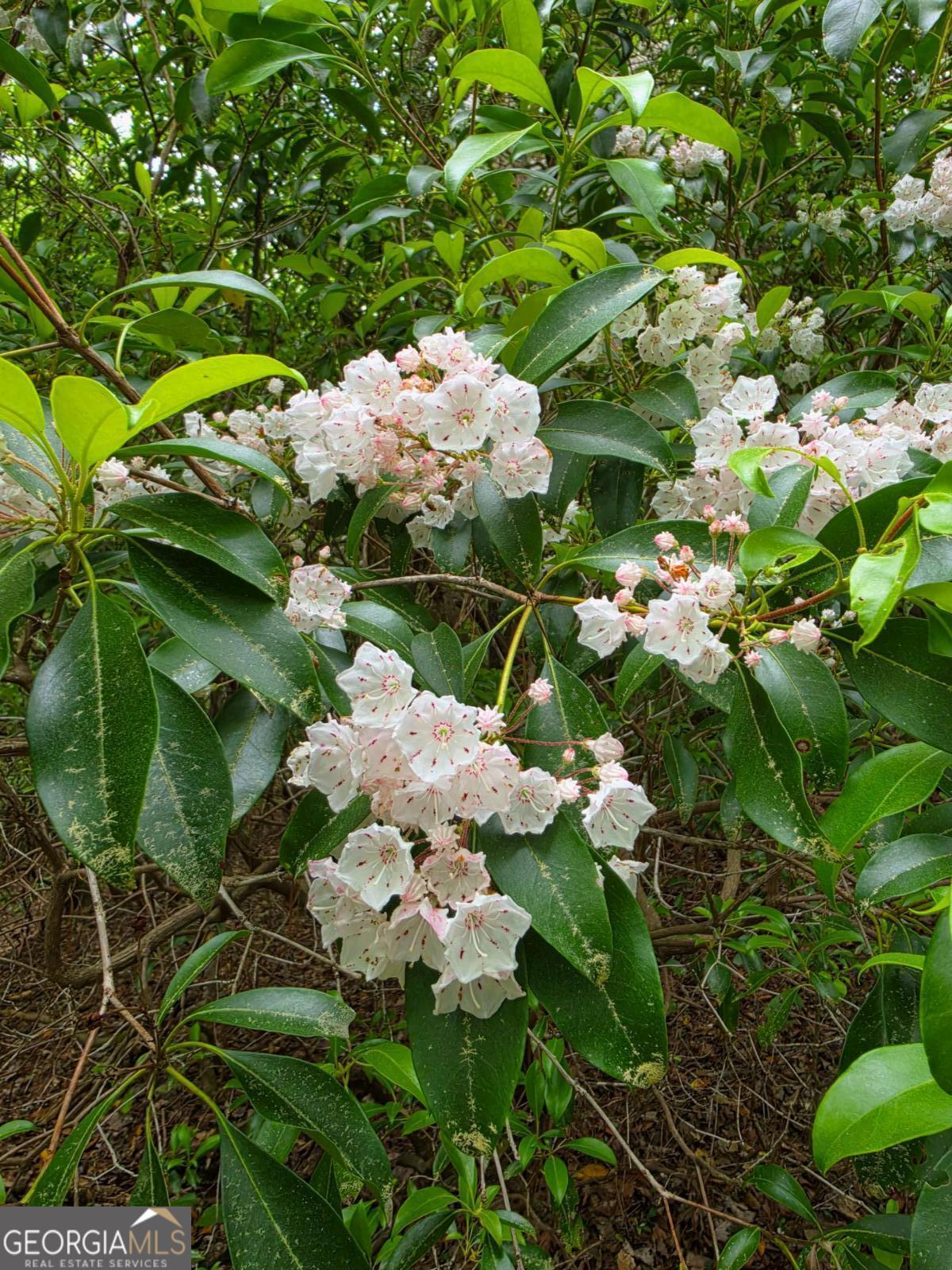409 Harrison Sluder Road, Unit 140 Ellijay, GA 30540 - Photo 10 of 33 a view of flowers in a garden