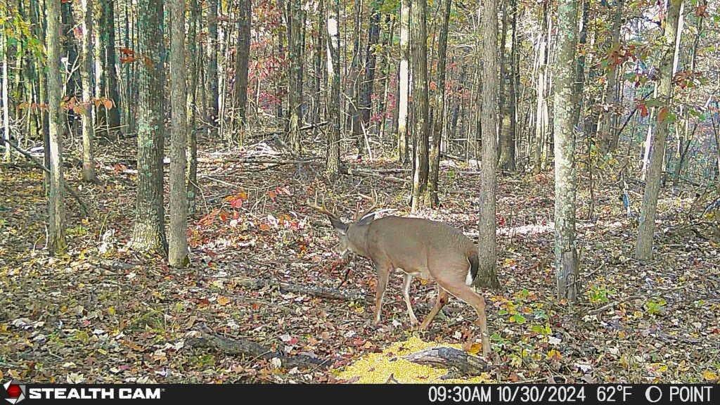 700 Clay Camp Road Hitchins, KY 41146 - Photo 83 of 108 Buck