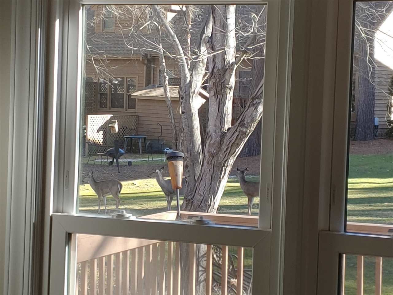 7602 Wilderness Road Raleigh, NC 27613 - Photo 24 of 30 Deer