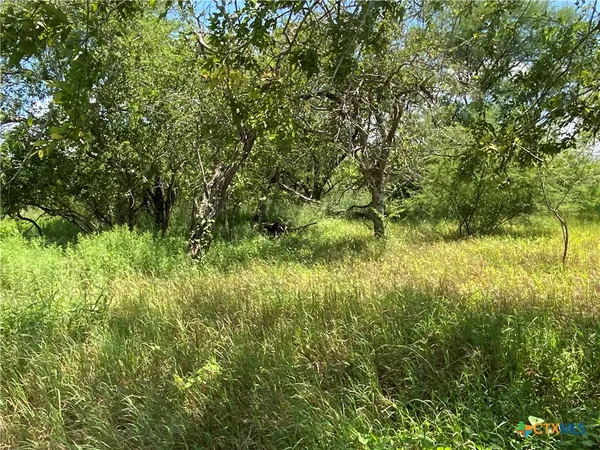 a view of a yard
