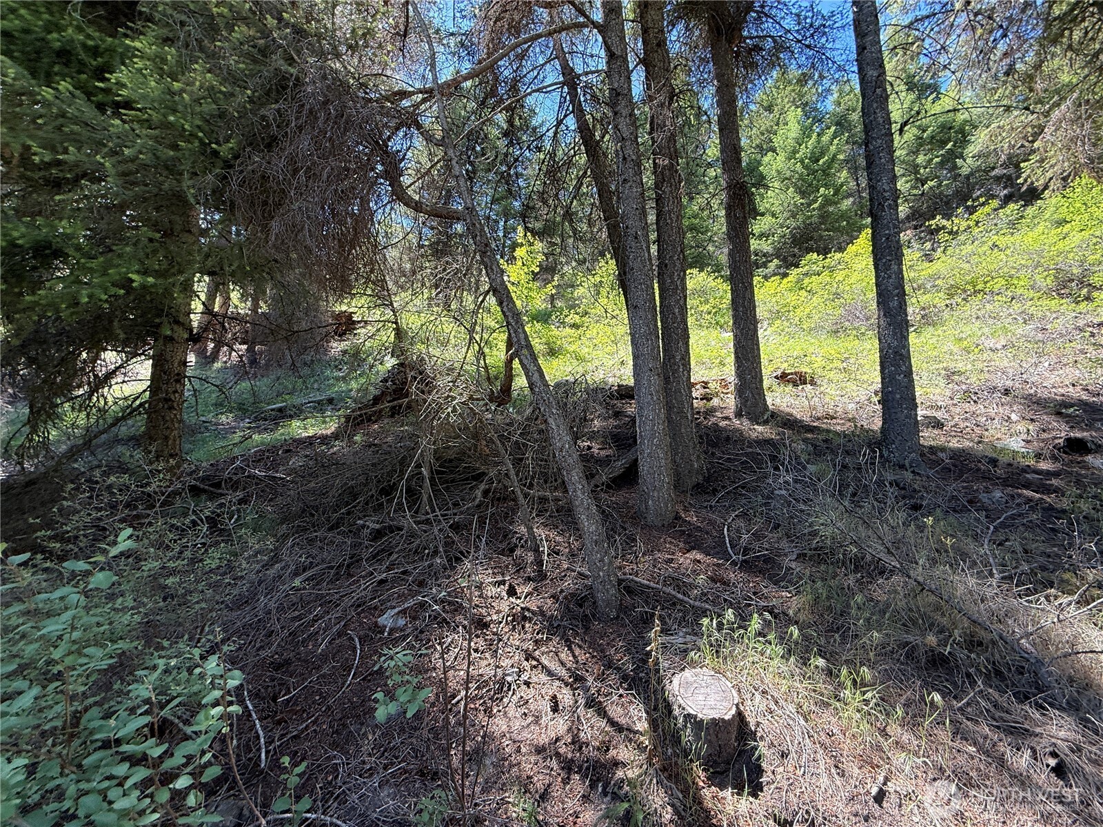 -tbd Toroda Creek Road Wauconda, WA 98859 - Photo 16 of 23 a view of a forest with trees