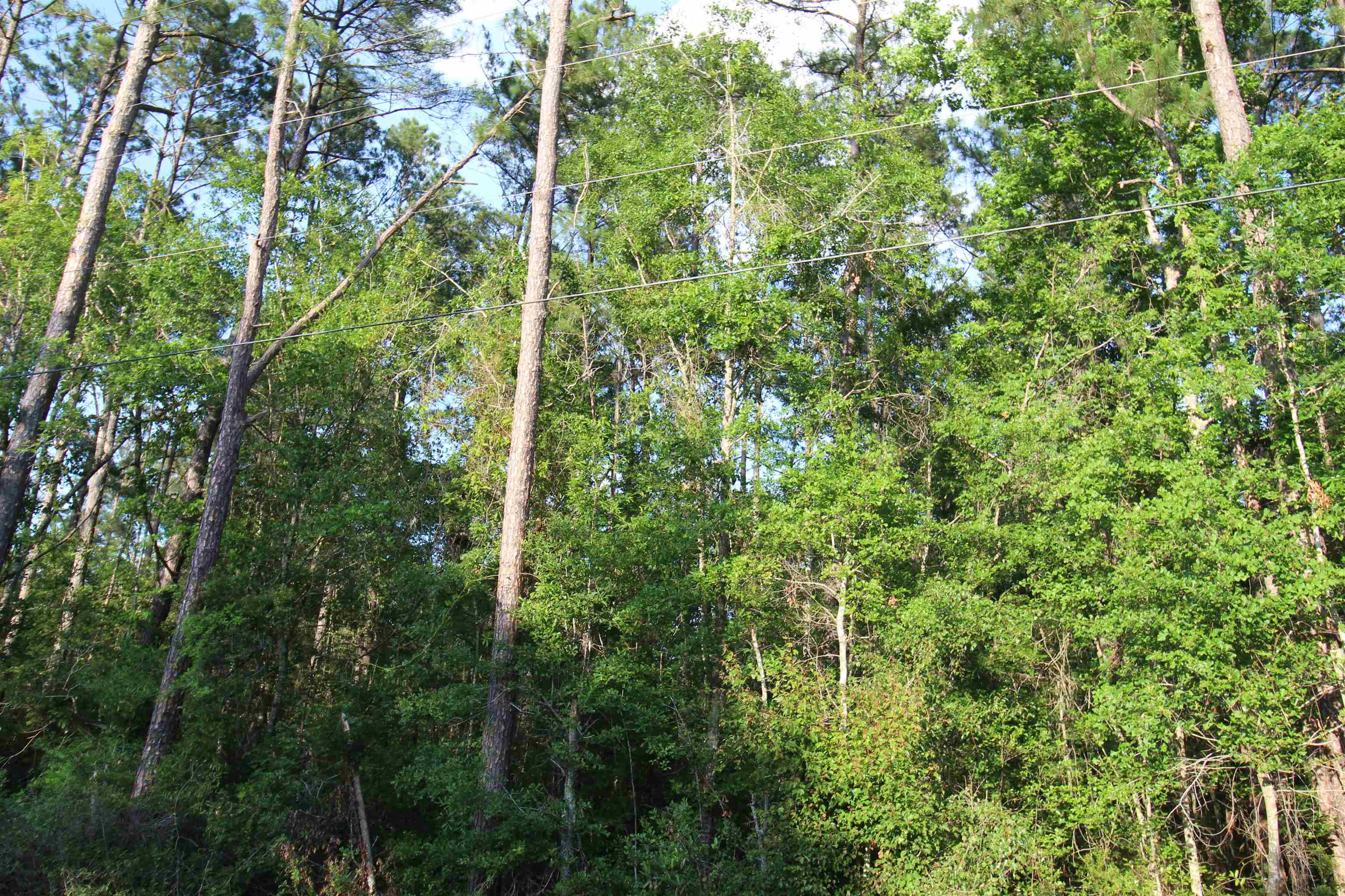Tbd South Salt Road Monticello, FL 32344 - Photo 4 of 18