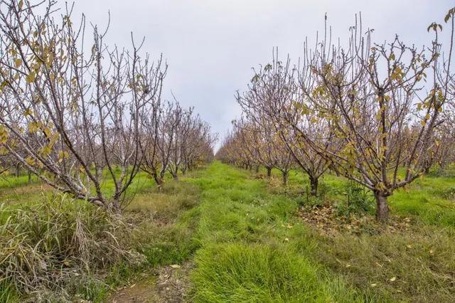 $4,800,000 | 0 Ave 48, Earlimart, CA 93219