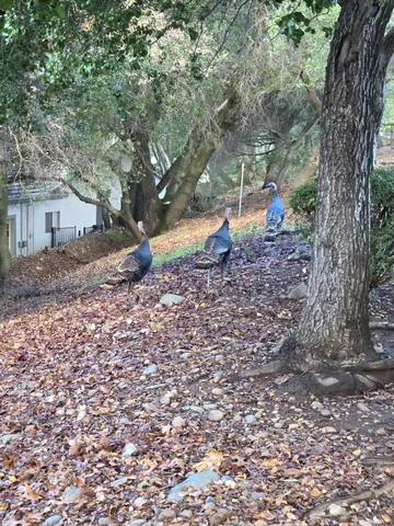 $575,000 | 510 Diamond Glen Circle, Folsom, CA 95630