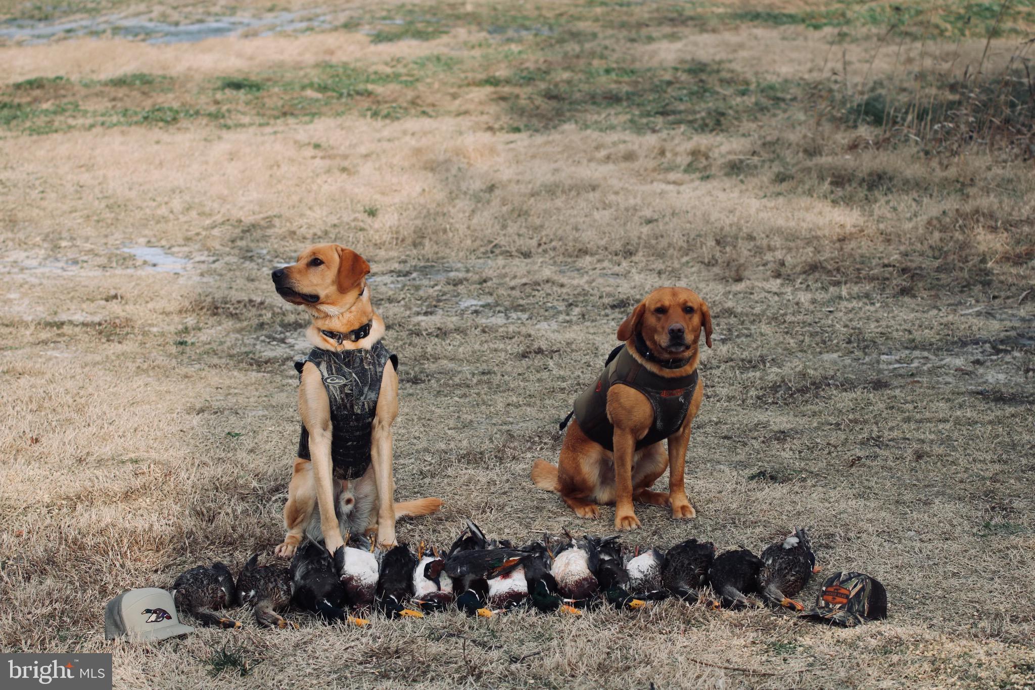 2997 Tylerton Road Tylerton, MD 21866 - Photo 37 of 42 Waterfowl Hunting