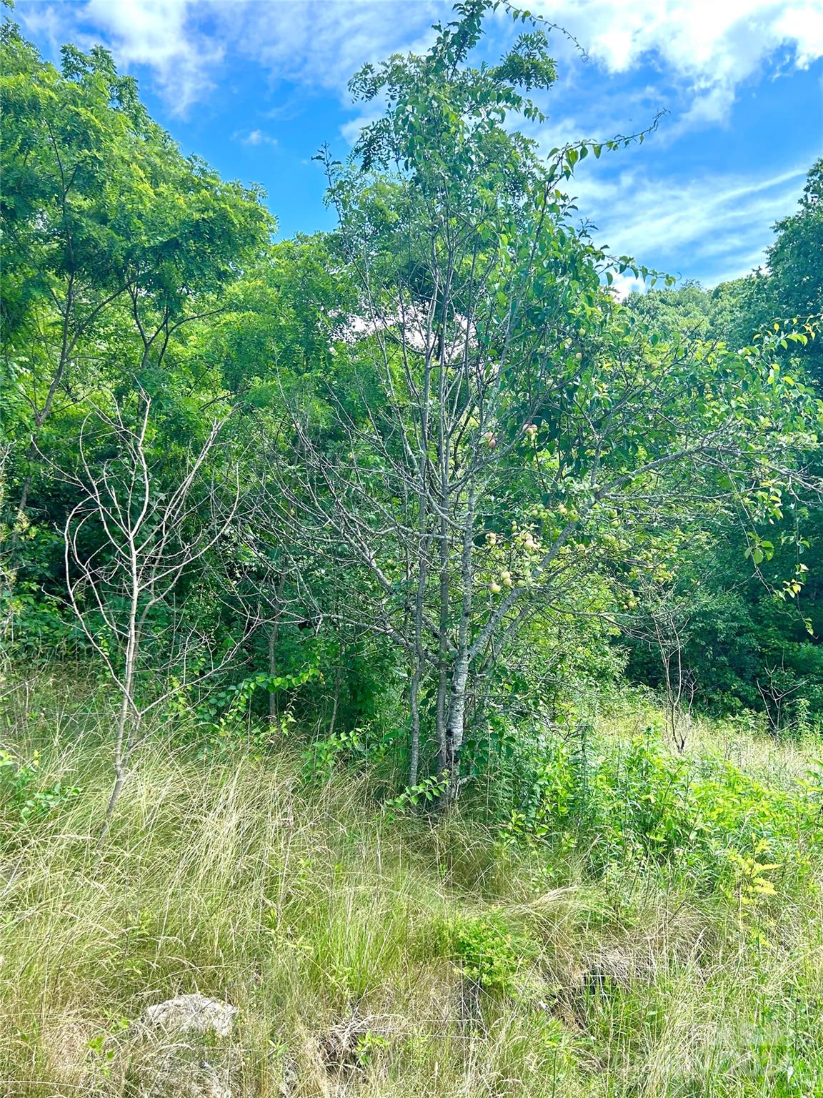 0 Split Pine Cove Clyde, NC 28721 - Photo 9 of 10