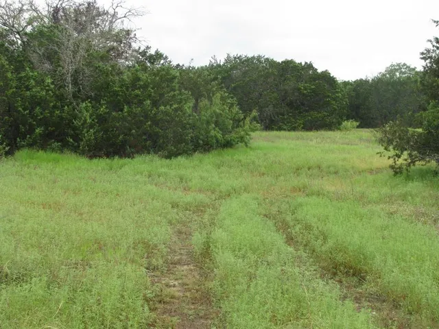 a view of a green field with plants