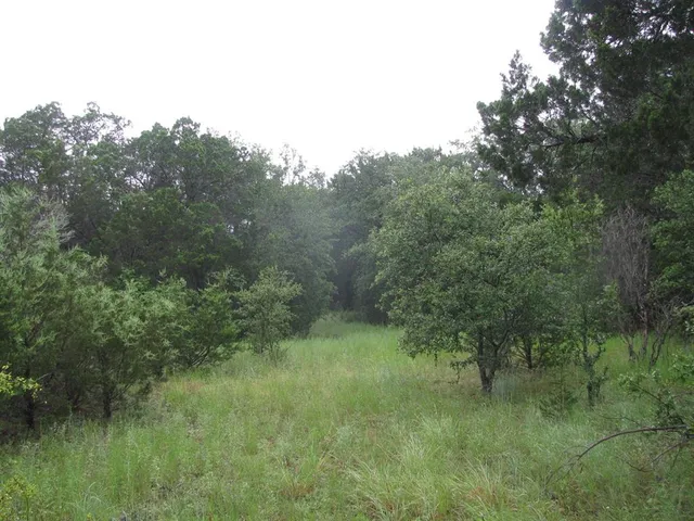 a view of a lush green forest with lots of trees