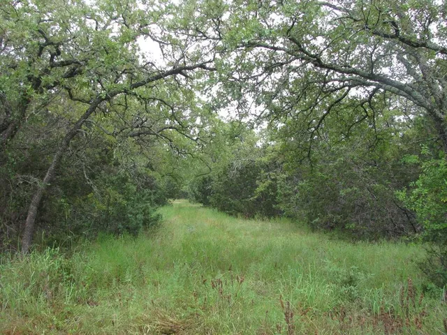 a view of a lush green forest