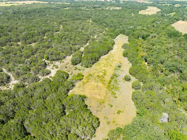 a close up of a bunch of flowers in a yard