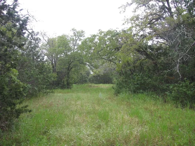 a view of a yard with a tree