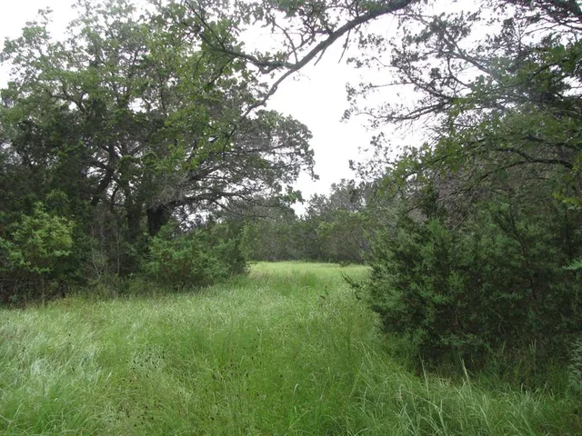 a view of a lush green space