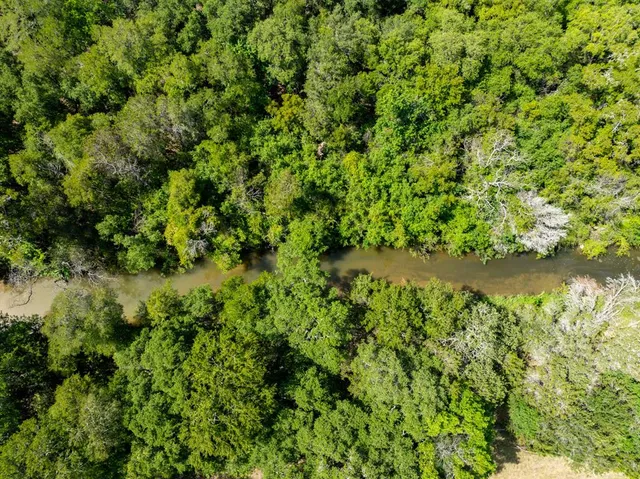 a view of a forest with a tree