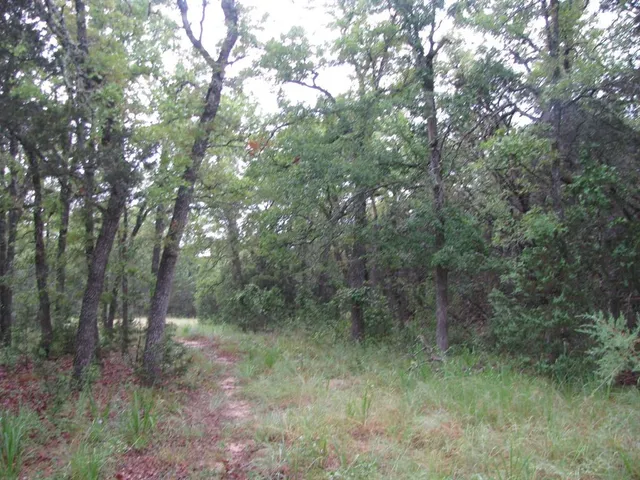 a view of a forest with trees in the background