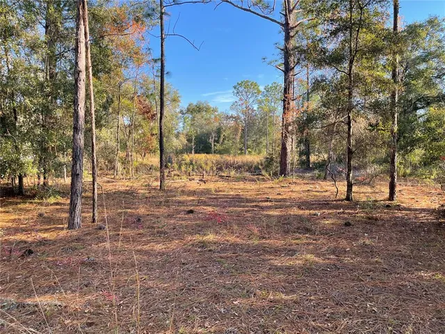 a view of a yard with trees