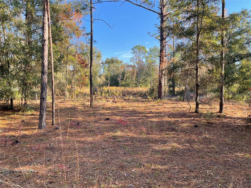 a view of a yard with trees