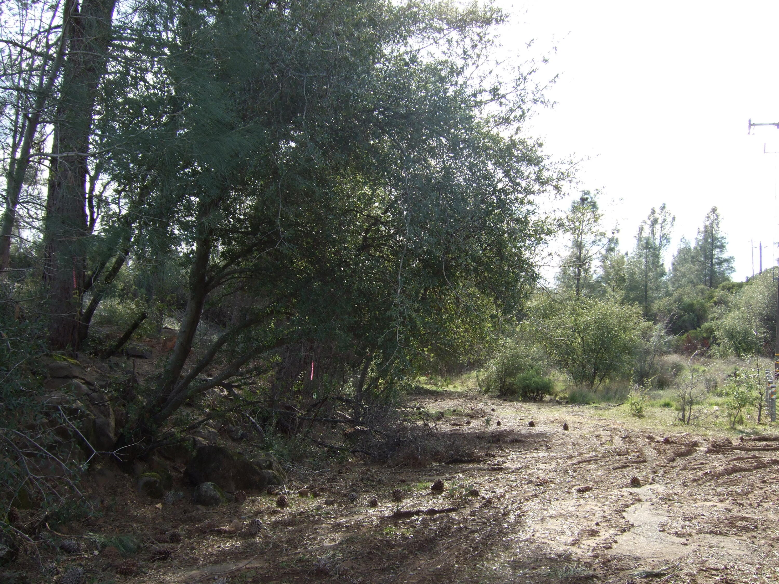 13582 Oak Run Road Oak Run, CA 96069 - Photo 14 of 14 2022-01-18 13.17.30