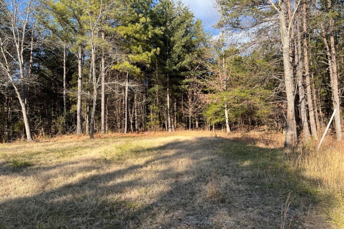235 Tweedy Lane Appomattox, VA 24522 - Photo 11 of 20 a view of a yard with plants and trees