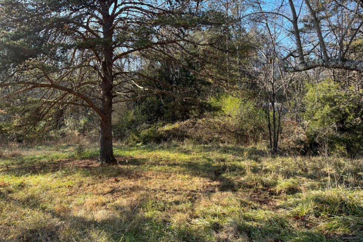 235 Tweedy Lane Appomattox, VA 24522 - Photo 12 of 20 a view of a yard with a tree