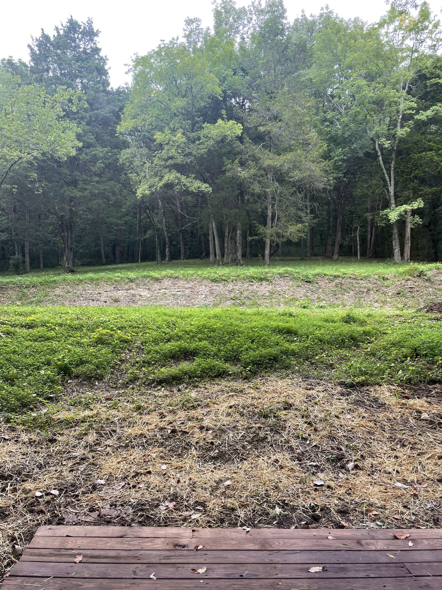 207 Chipman Road Bethpage, TN 37022 - Photo 14 of 31 View of the BackYard