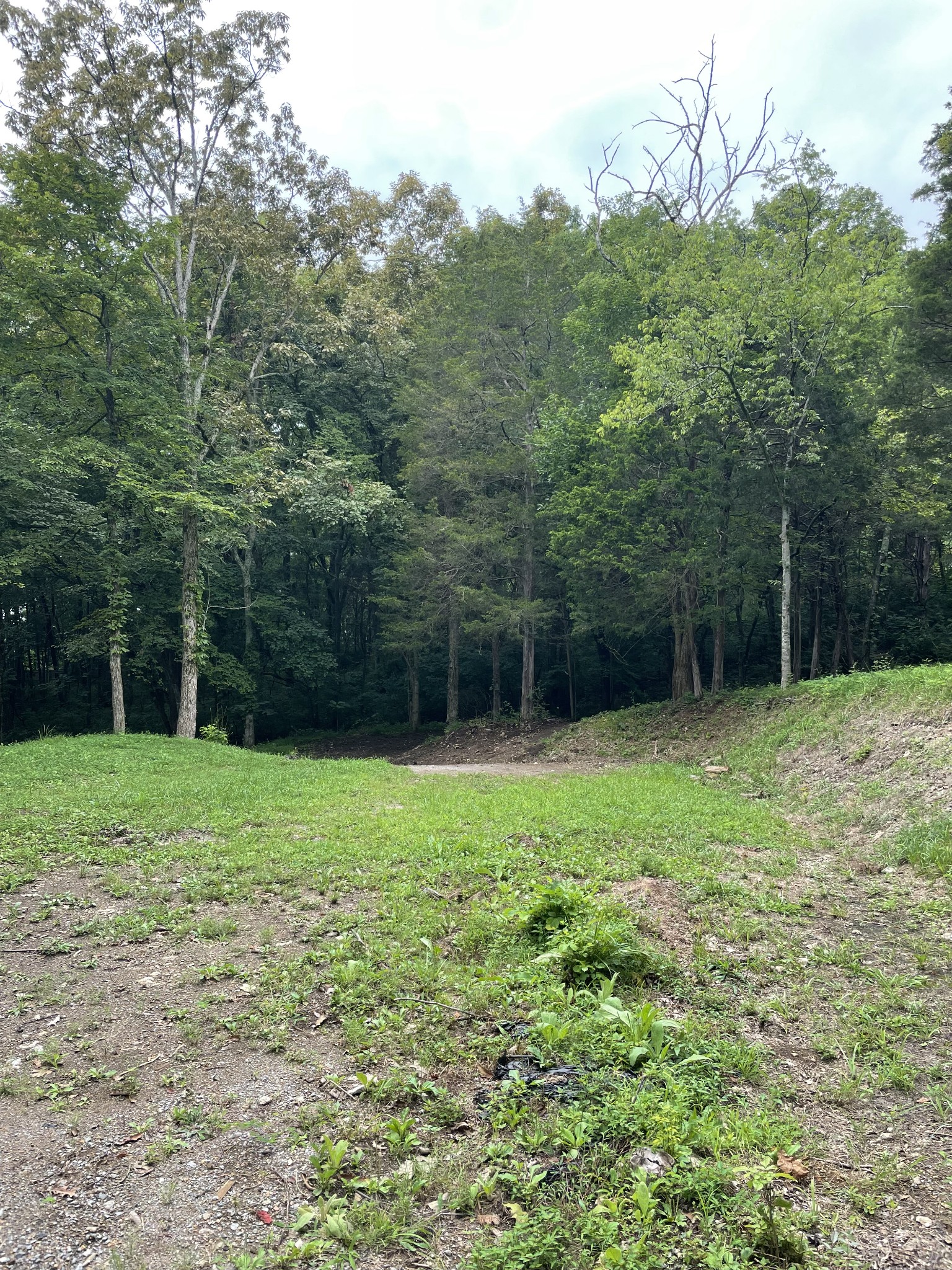 207 Chipman Road Bethpage, TN 37022 - Photo 15 of 31 View of the Treed Back Yard