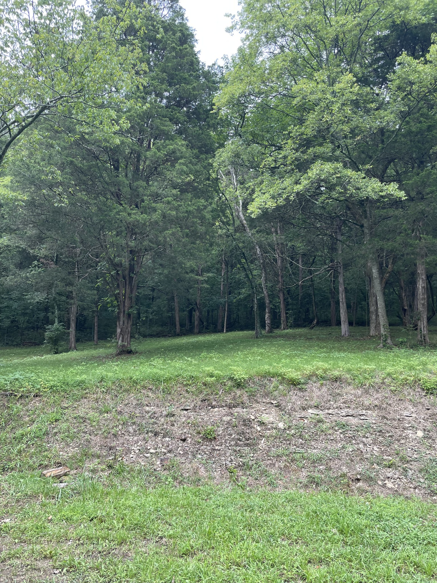 207 Chipman Road Bethpage, TN 37022 - Photo 16 of 31 The Deer and Turkey like to come out and play