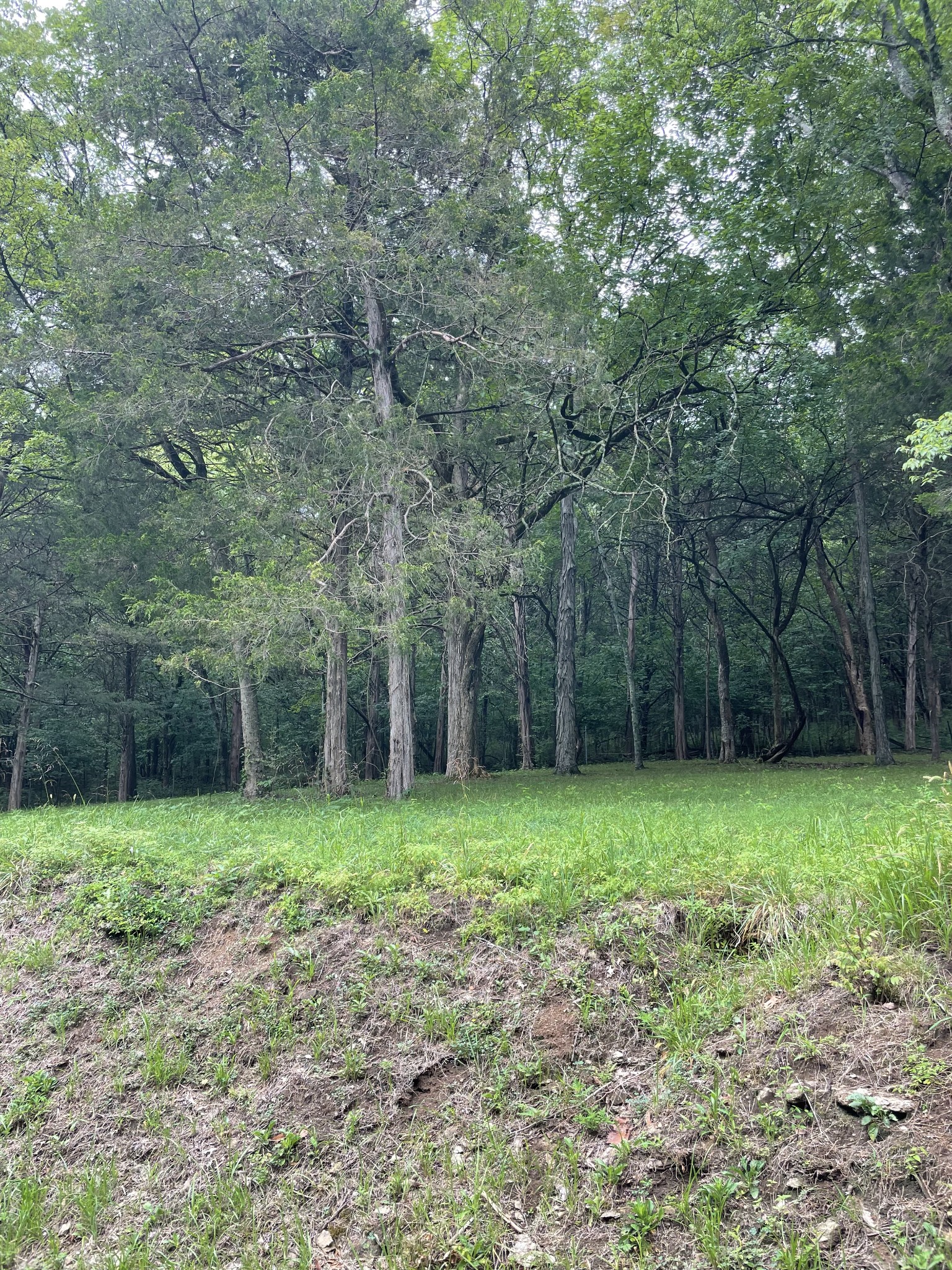 207 Chipman Road Bethpage, TN 37022 - Photo 17 of 31 Nice secluded back yard