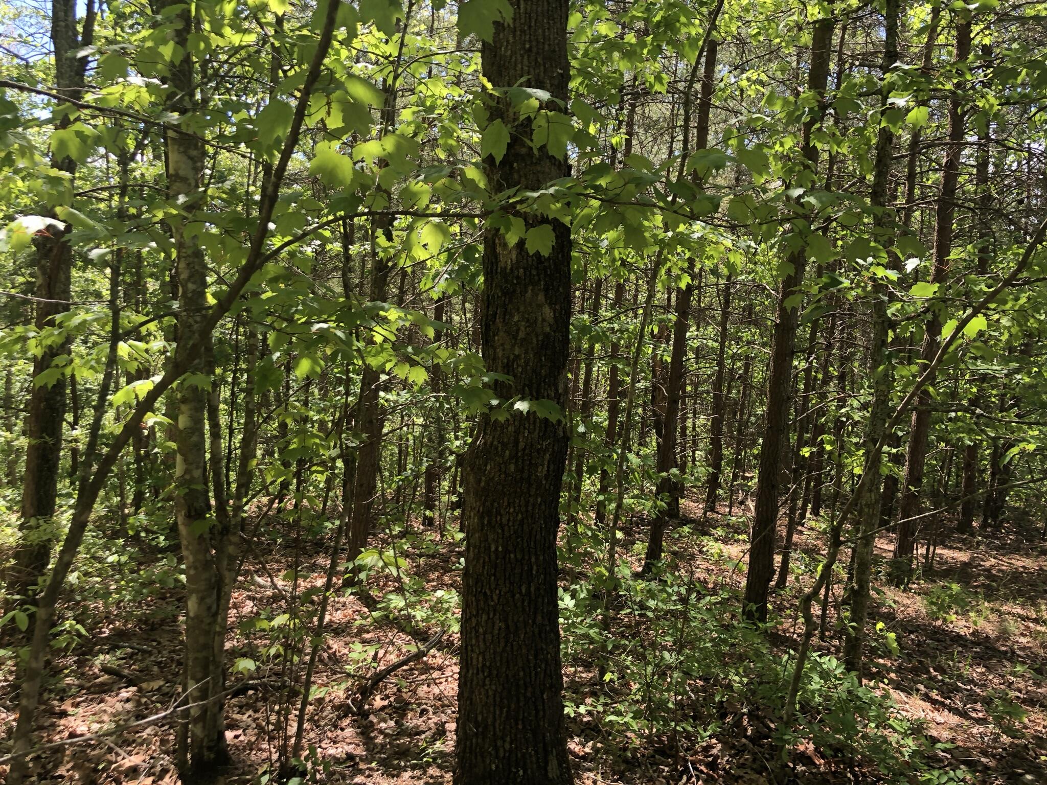 343 Mountain Place Road, Unit 4 Dunlap, TN 37327 - Photo 11 of 11 Mountain Place Road 5