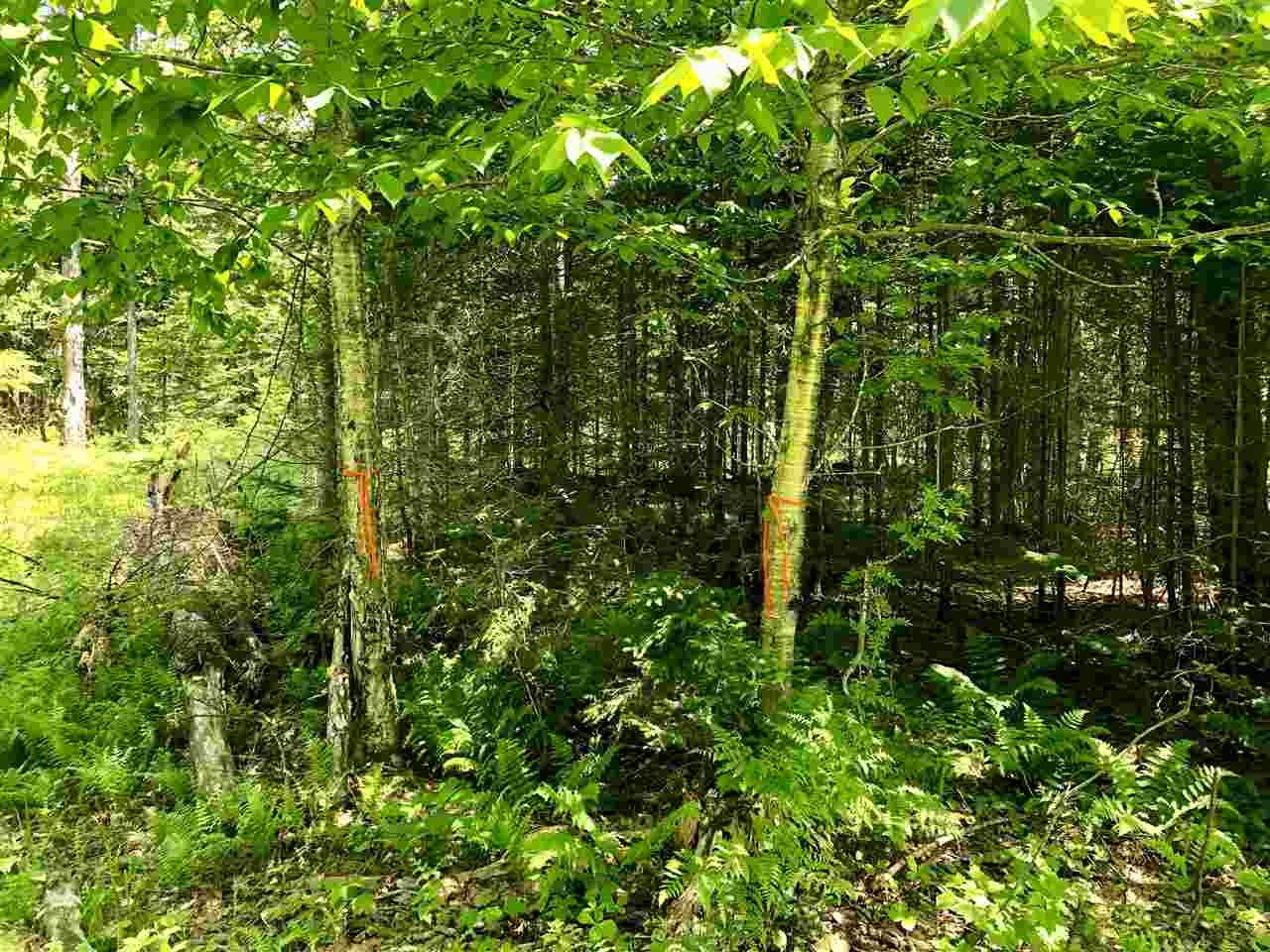 0 Sugarhouse Road West Burke, VT 05871 - Photo 8 of 15 Gallery Image 8