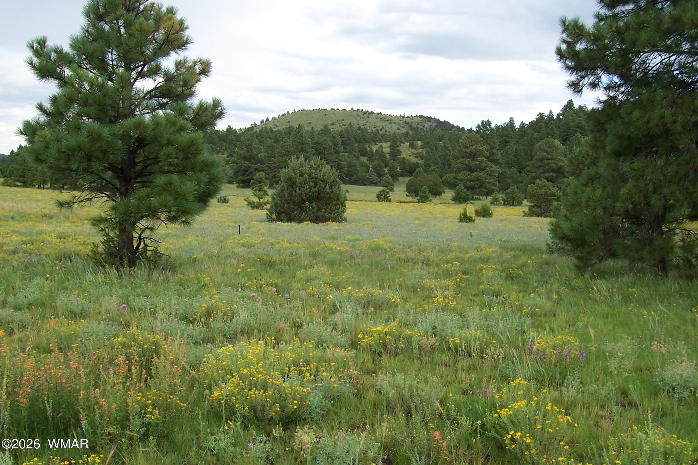 Lot 5 Red Cabin Ranch, Unit II Vernon, AZ 85940 - Photo 1 of 12 a view of an outdoor space and a yard