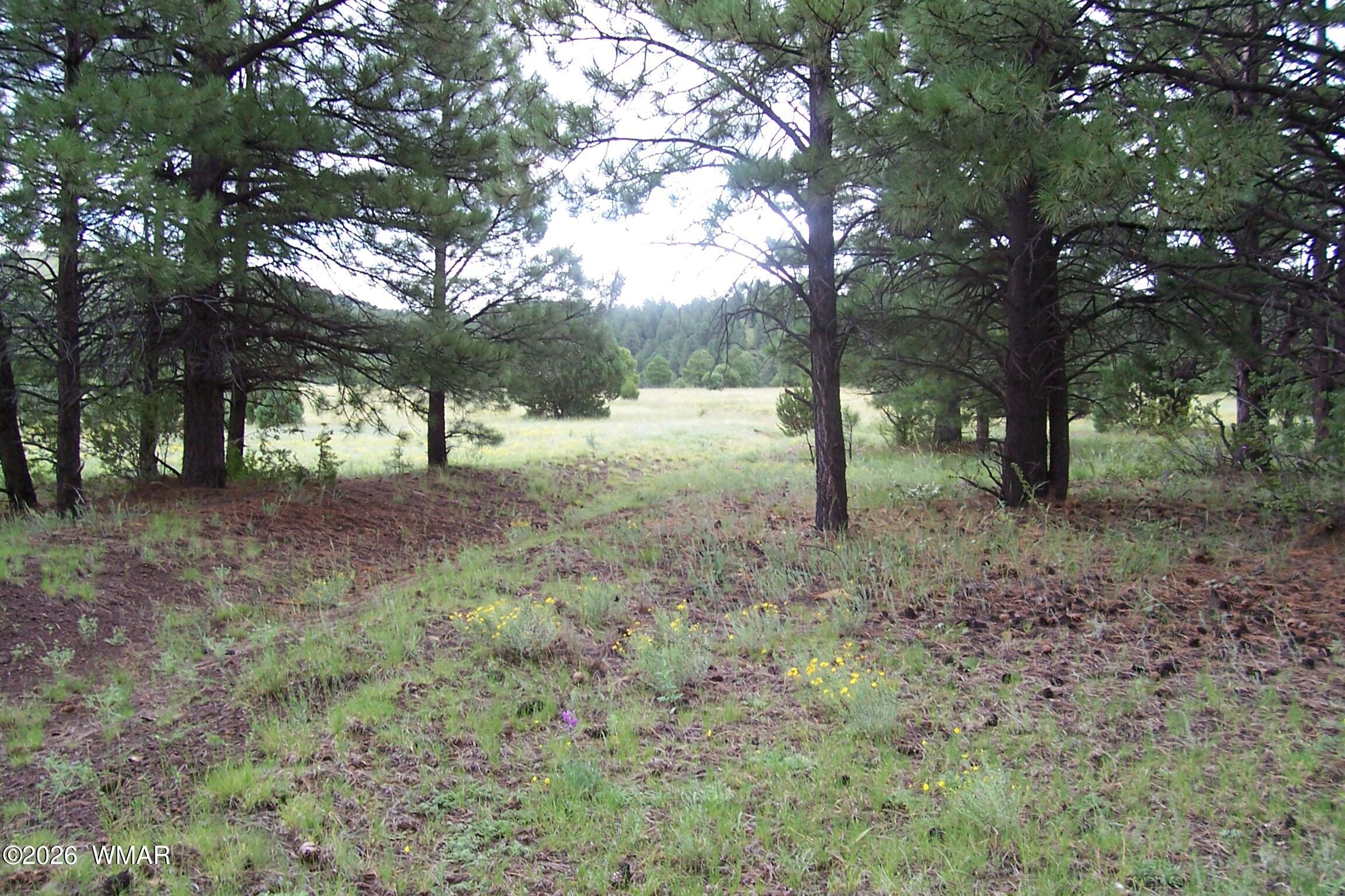 Lot 5 Red Cabin Ranch, Unit II Vernon, AZ 85940 - Photo 11 of 12 a view of outdoor space with trees