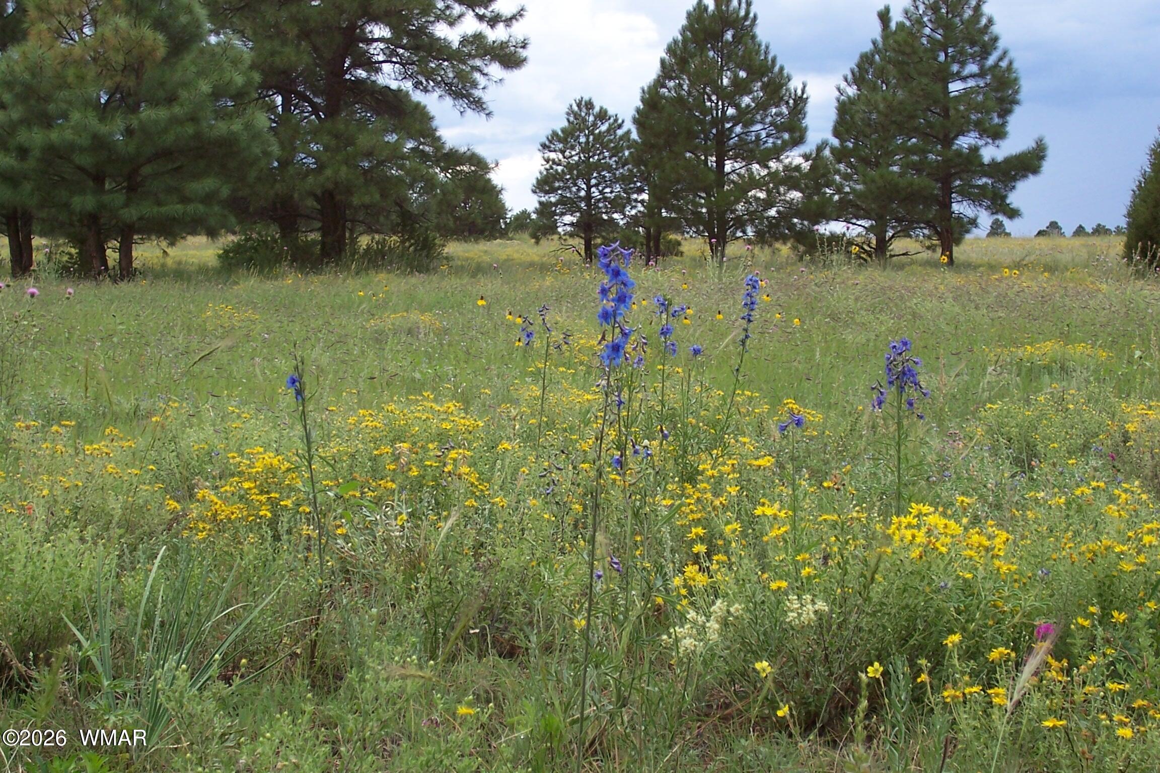Lot 5 Red Cabin Ranch, Unit II Vernon, AZ 85940 - Photo 5 of 12 a view of a garden