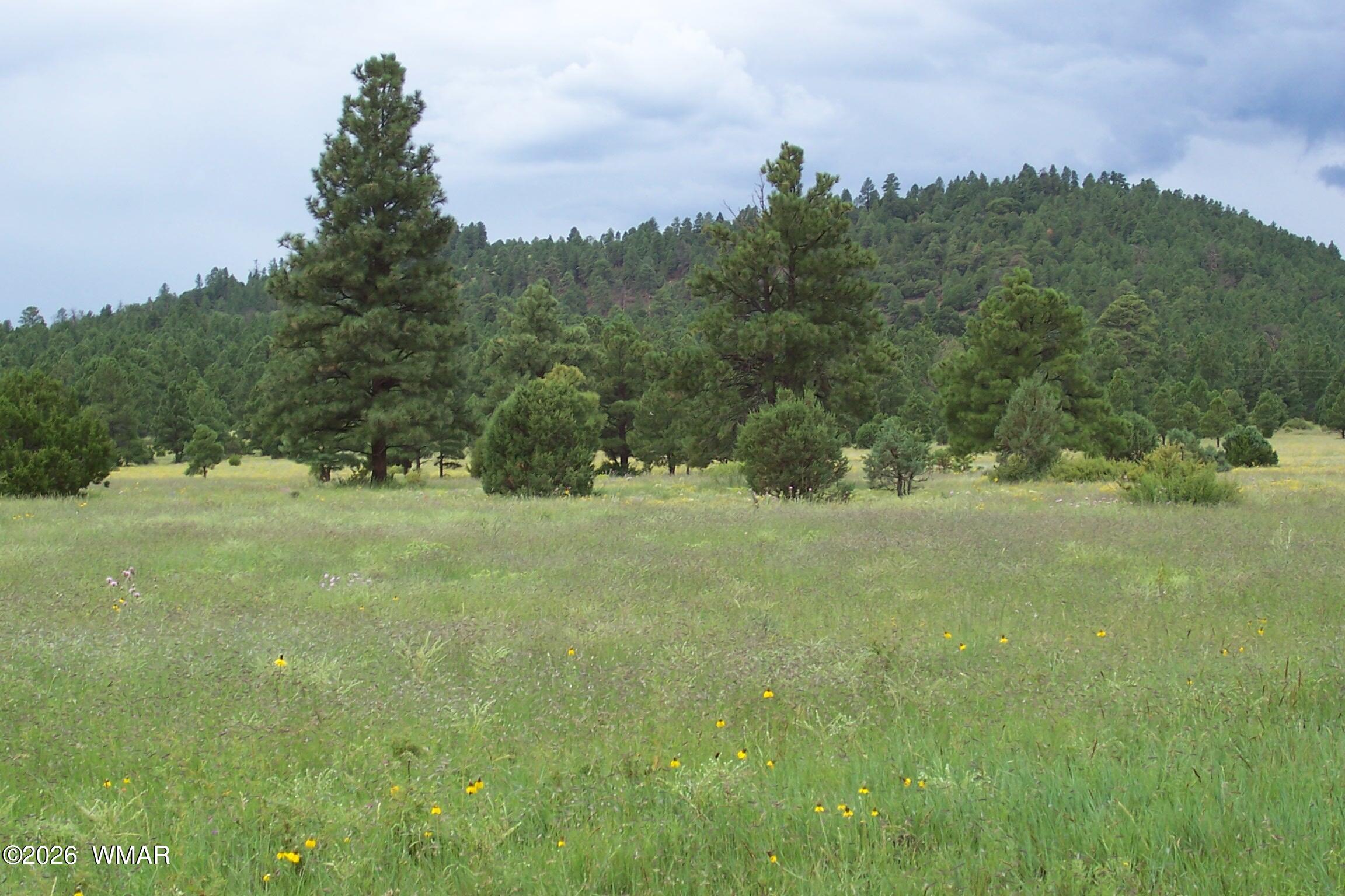 Lot 5 Red Cabin Ranch, Unit II Vernon, AZ 85940 - Photo 6 of 12 a view of a yard with a tree