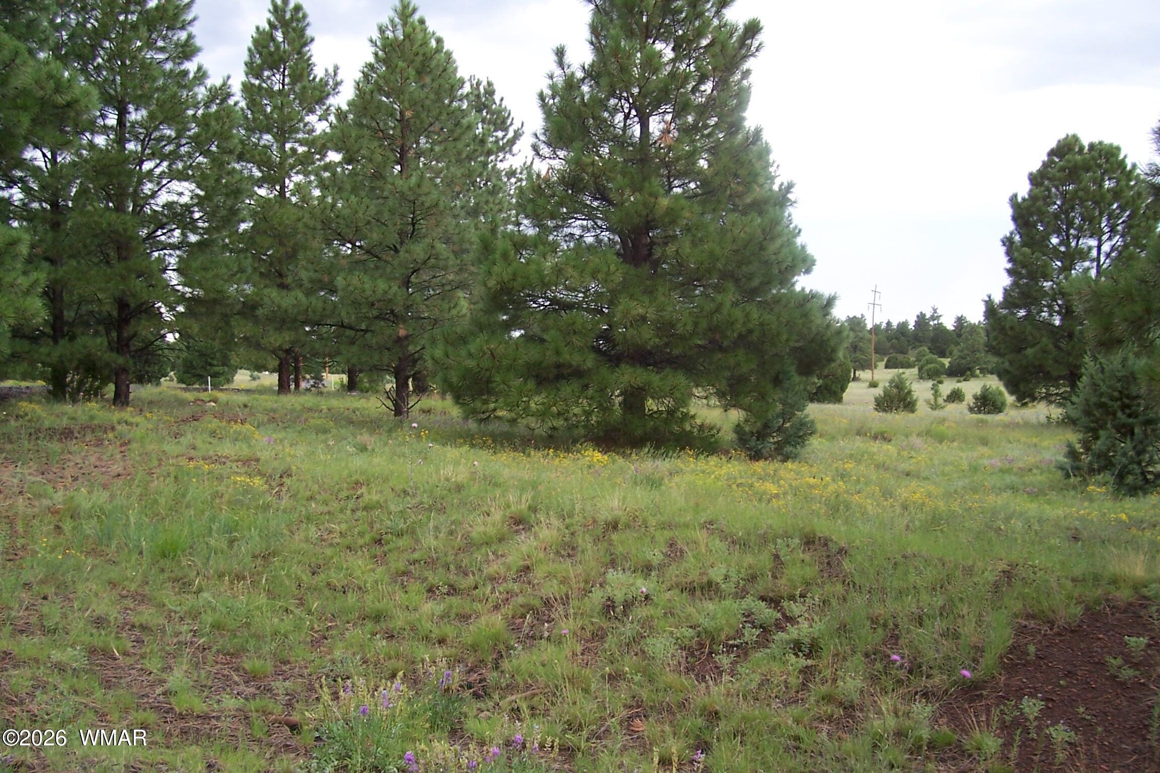 Lot 5 Red Cabin Ranch, Unit II Vernon, AZ 85940 - Photo 10 of 12 a view of outdoor space and yard