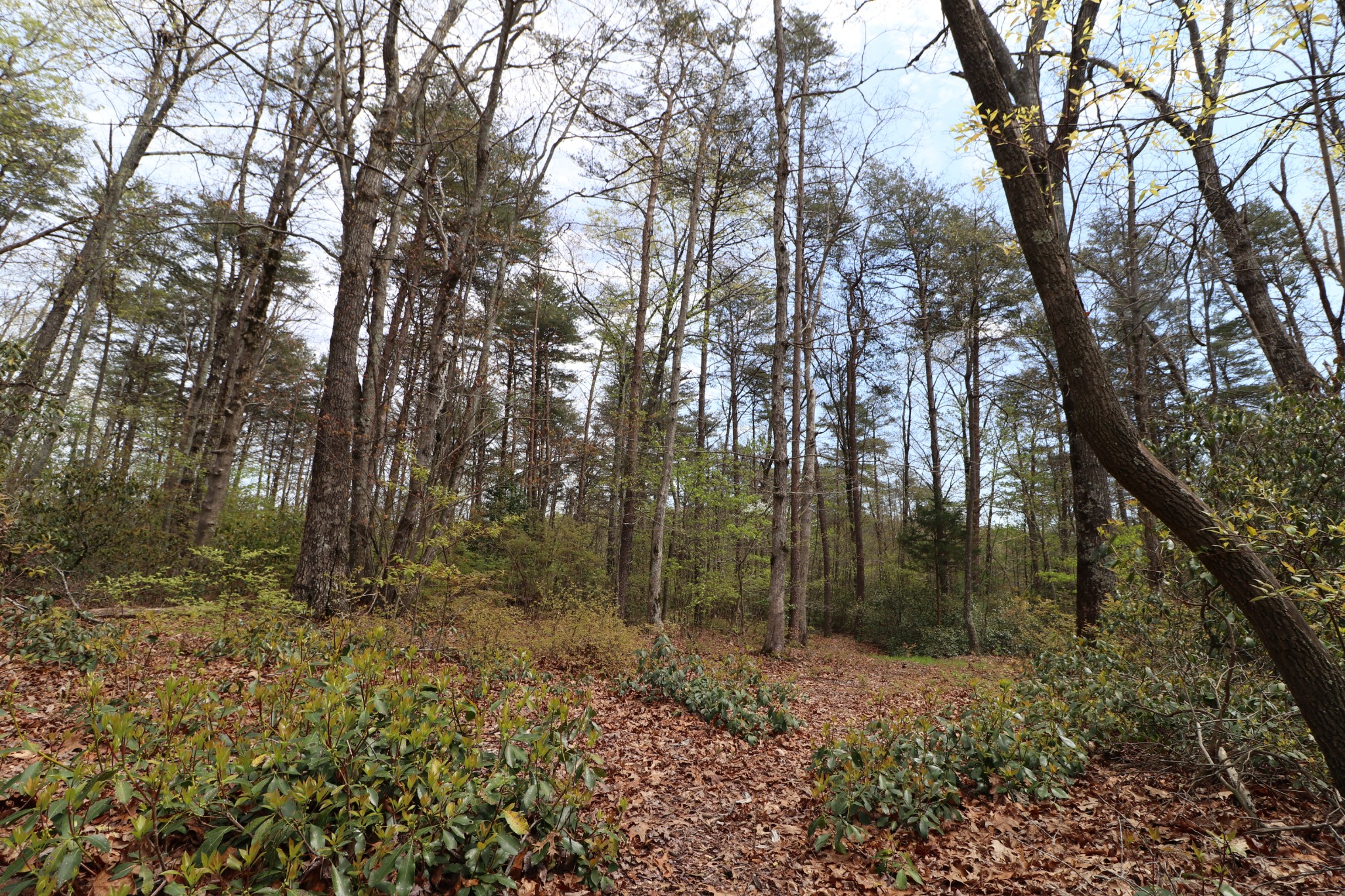 11 Cooley's Rift Boulevard Monteagle, TN 37356 - Photo 11 of 50 a view of backyard with green space