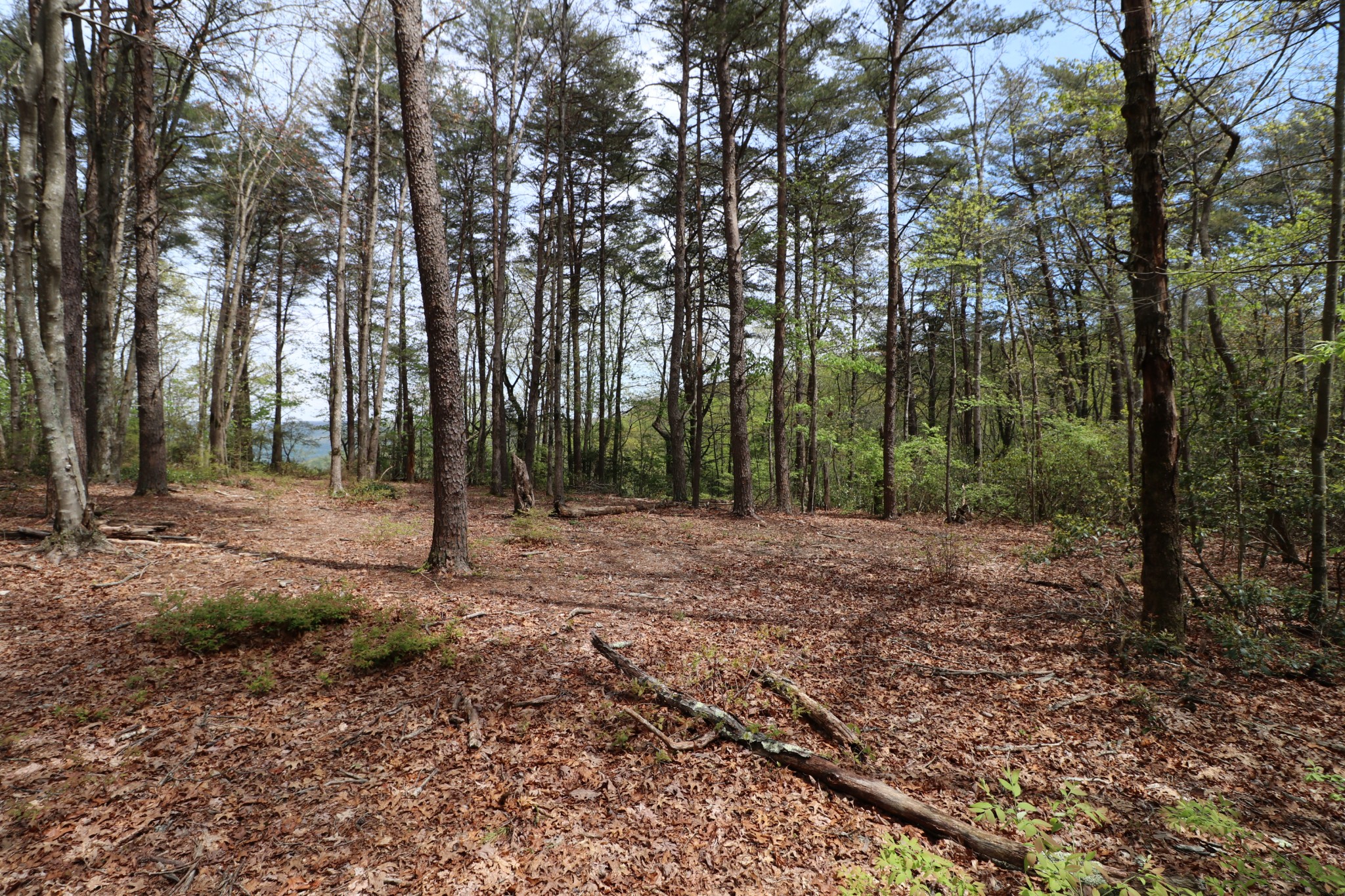 11 Cooley's Rift Boulevard Monteagle, TN 37356 - Photo 17 of 50 a view of outdoor space with trees