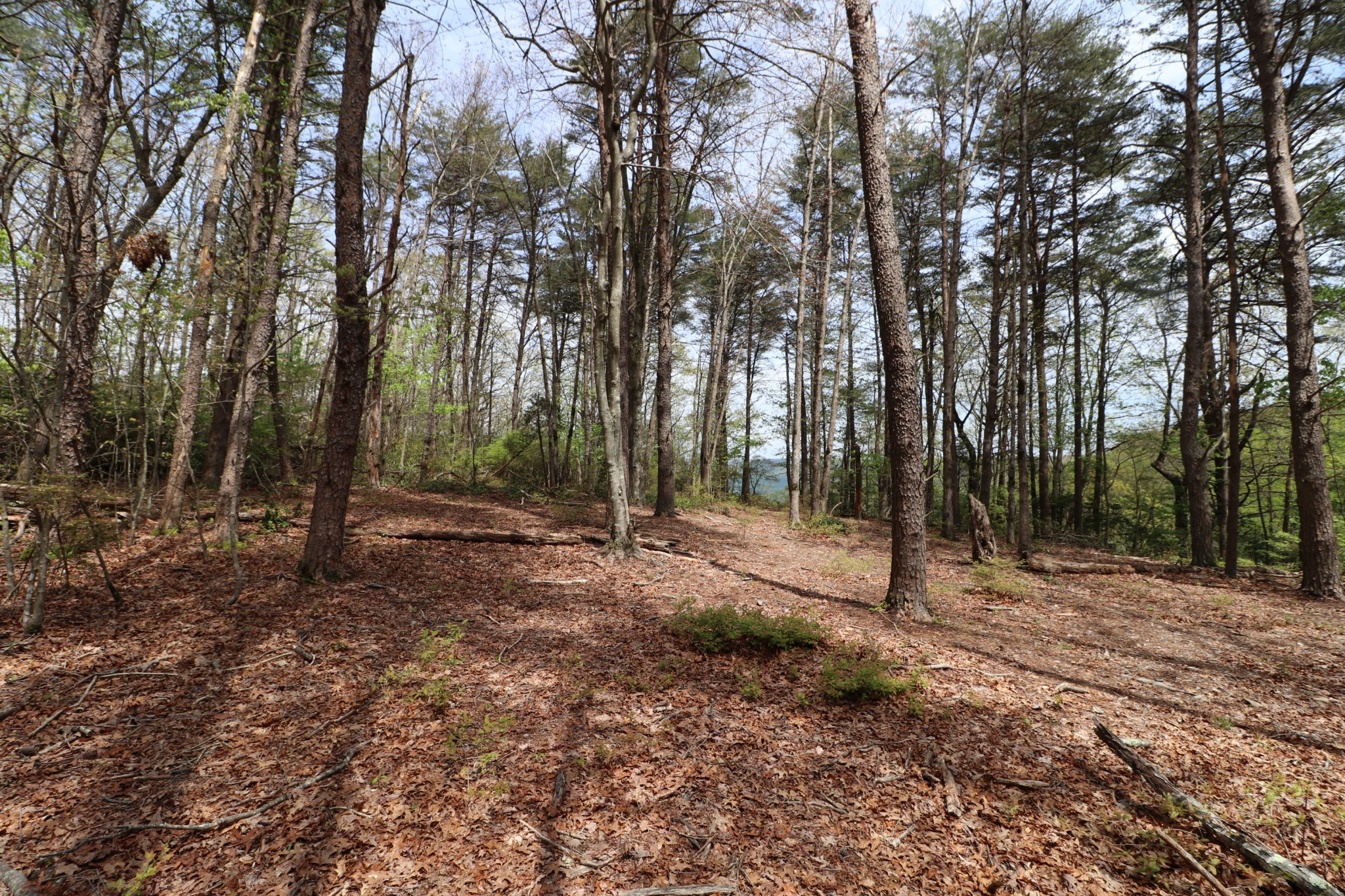 11 Cooley's Rift Boulevard Monteagle, TN 37356 - Photo 18 of 50 a backyard of a house with lots of green space