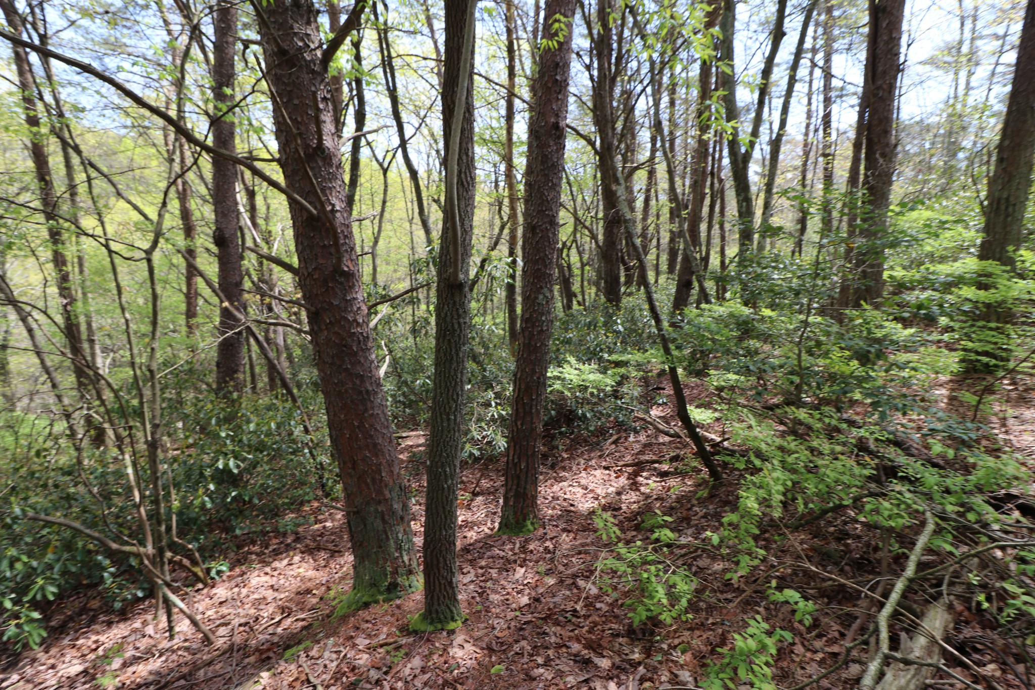 11 Cooley's Rift Boulevard Monteagle, TN 37356 - Photo 19 of 50 a view of forest