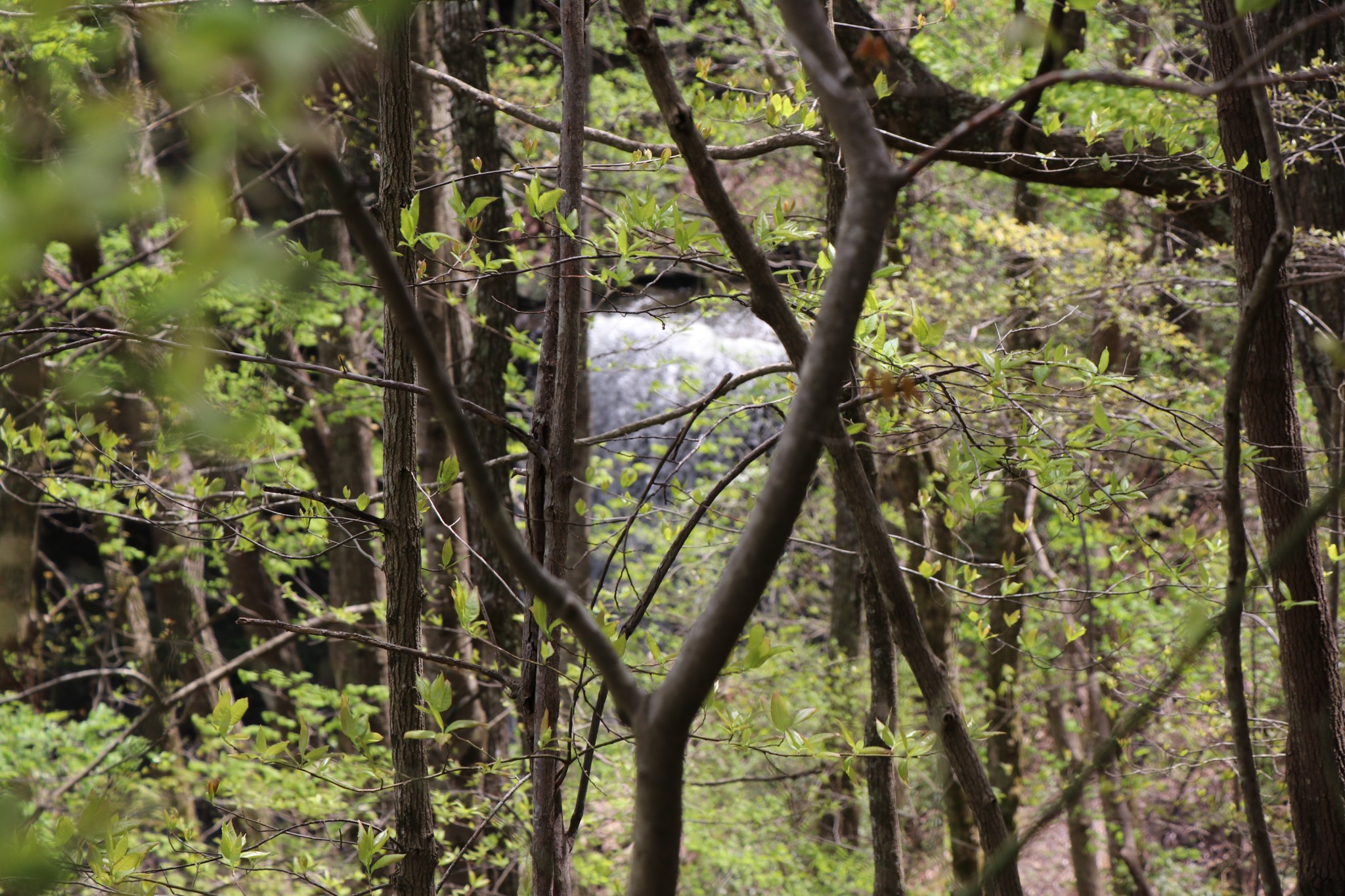 11 Cooley's Rift Boulevard Monteagle, TN 37356 - Photo 2 of 50 a view of tree